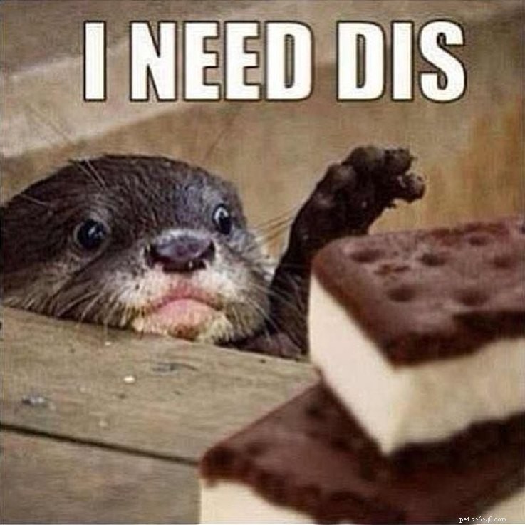 Animal Memes That Humorously Capture PMS Experiences