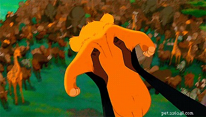 28 Fascinating Disney Animal Facts You Probably Didn t Know