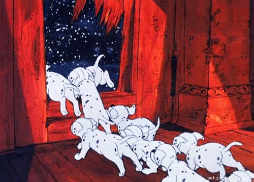 28 Fascinating Disney Animal Facts You Probably Didn t Know