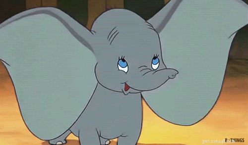 28 Fascinating Disney Animal Facts You Probably Didn t Know