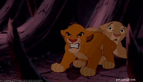 28 Fascinating Disney Animal Facts You Probably Didn t Know