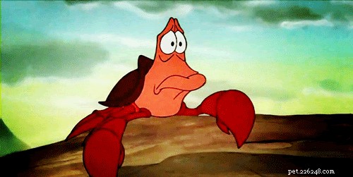 28 Fascinating Disney Animal Facts You Probably Didn t Know