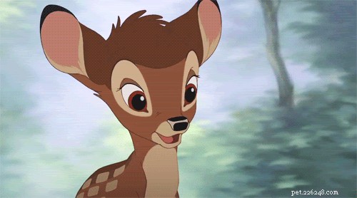 28 Fascinating Disney Animal Facts You Probably Didn t Know
