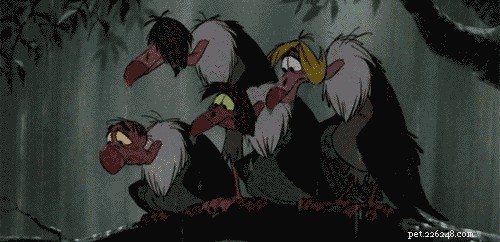 28 Fascinating Disney Animal Facts You Probably Didn t Know