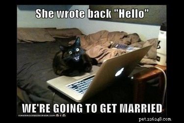 Animal Memes That Capture the Reality of a Lonely, Single Life
