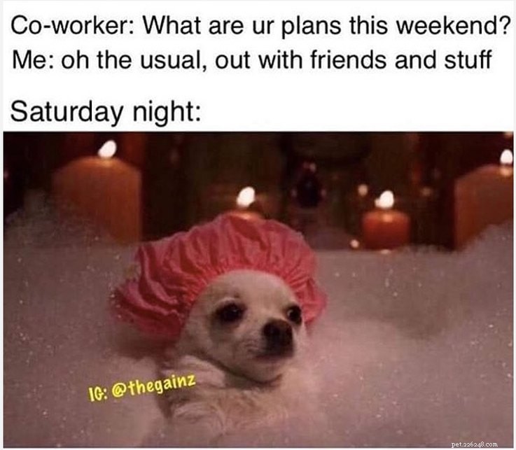 Animal Memes That Capture the Reality of a Lonely, Single Life