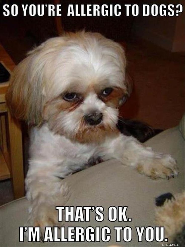 Animal Memes That Capture the Reality of a Lonely, Single Life