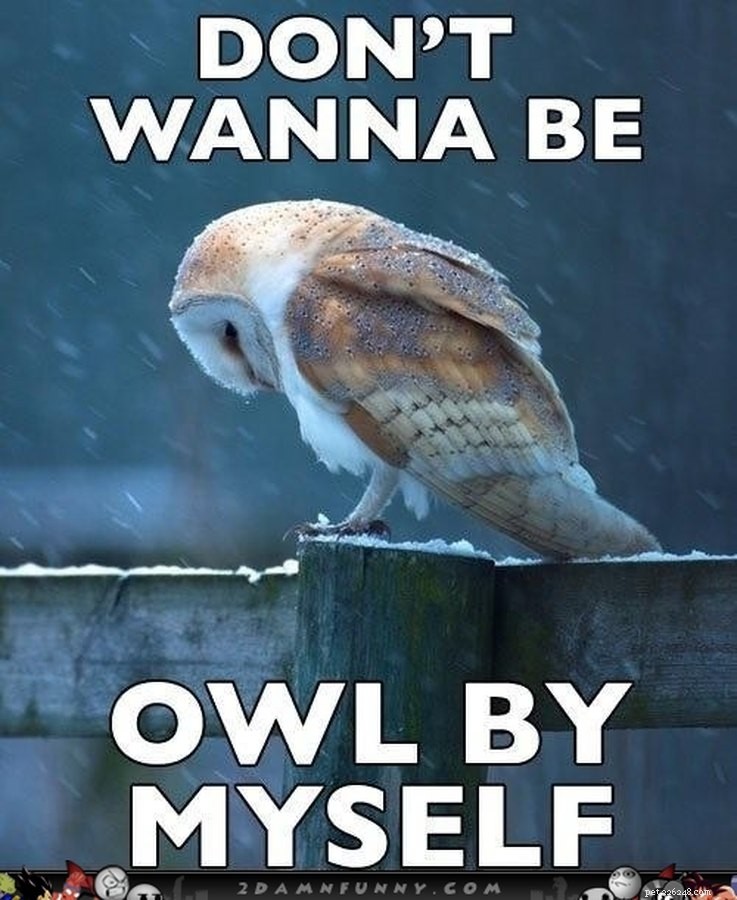Animal Memes That Capture the Reality of a Lonely, Single Life