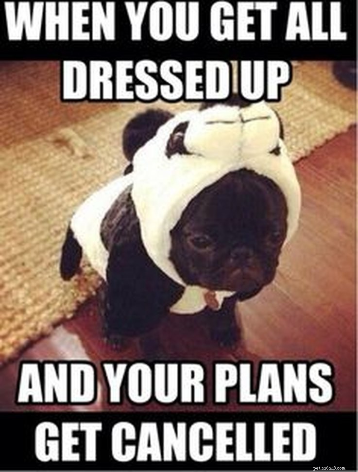 Animal Memes That Capture the Reality of a Lonely, Single Life
