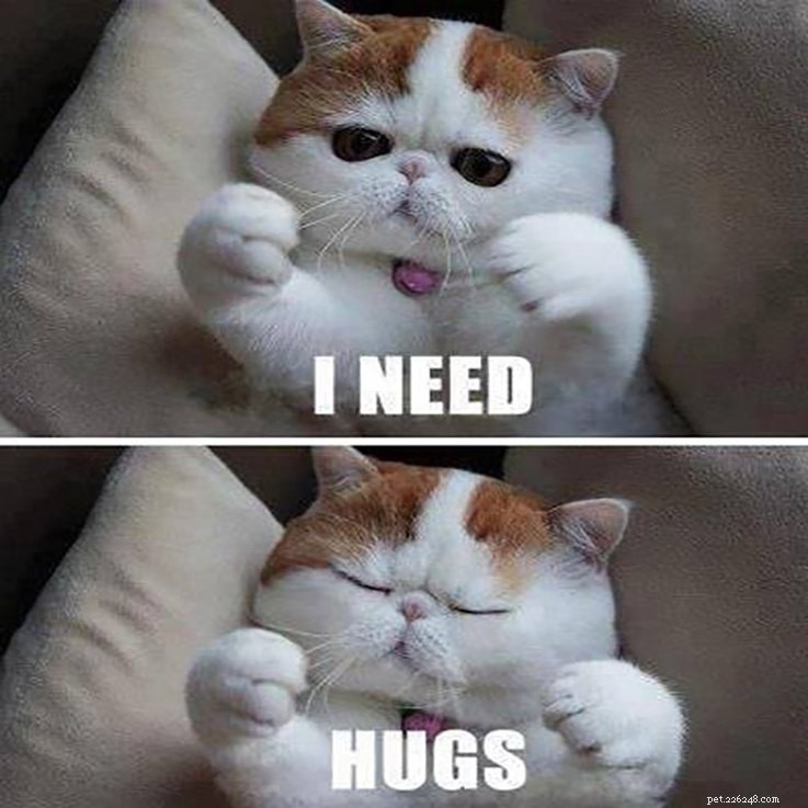 Animal Memes That Capture the Reality of a Lonely, Single Life
