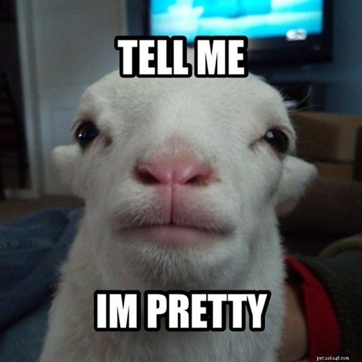 Animal Memes That Capture the Reality of a Lonely, Single Life
