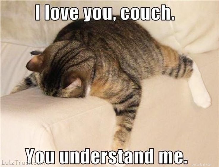 Animal Memes That Capture the Reality of a Lonely, Single Life