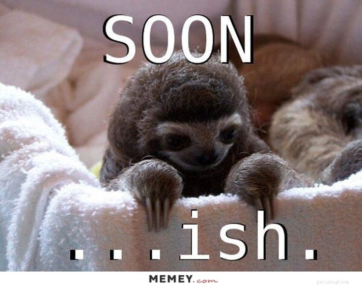 Animal Memes That Capture the Reality of a Lonely, Single Life