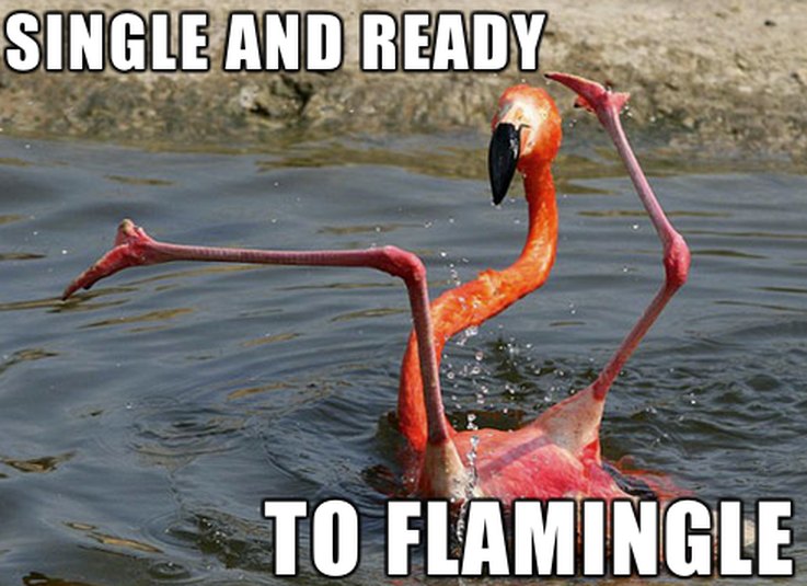 Animal Memes That Capture the Reality of a Lonely, Single Life