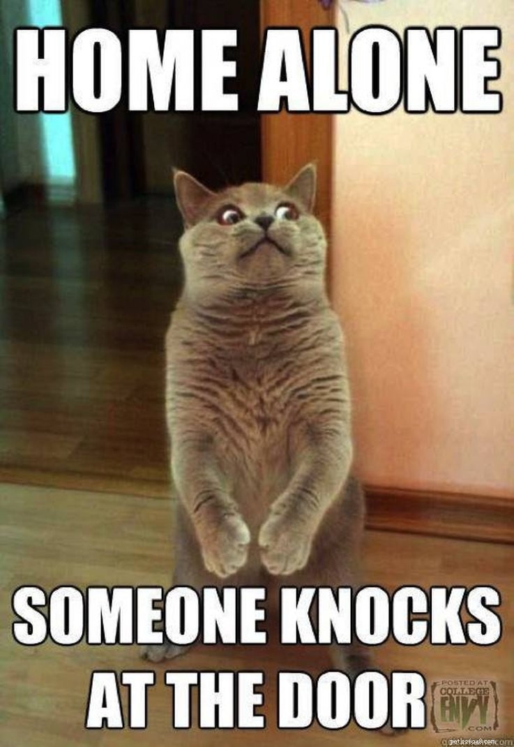 Animal Memes That Capture the Reality of a Lonely, Single Life