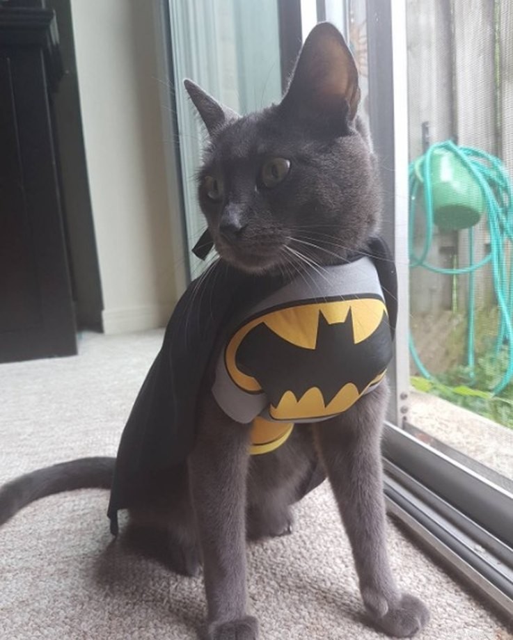 11 Adorable Superhero Costumes to Dress Up Your Pets
