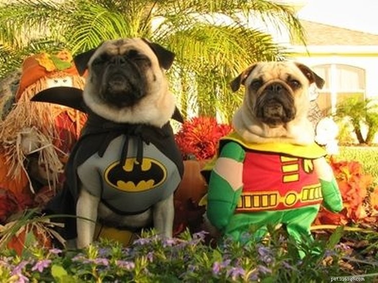 11 Adorable Superhero Costumes to Dress Up Your Pets