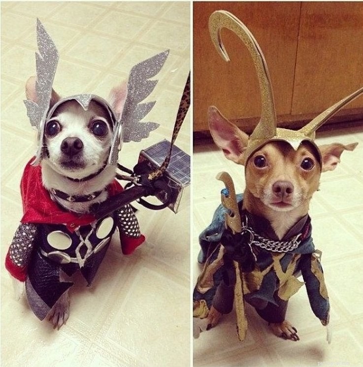11 Adorable Superhero Costumes to Dress Up Your Pets