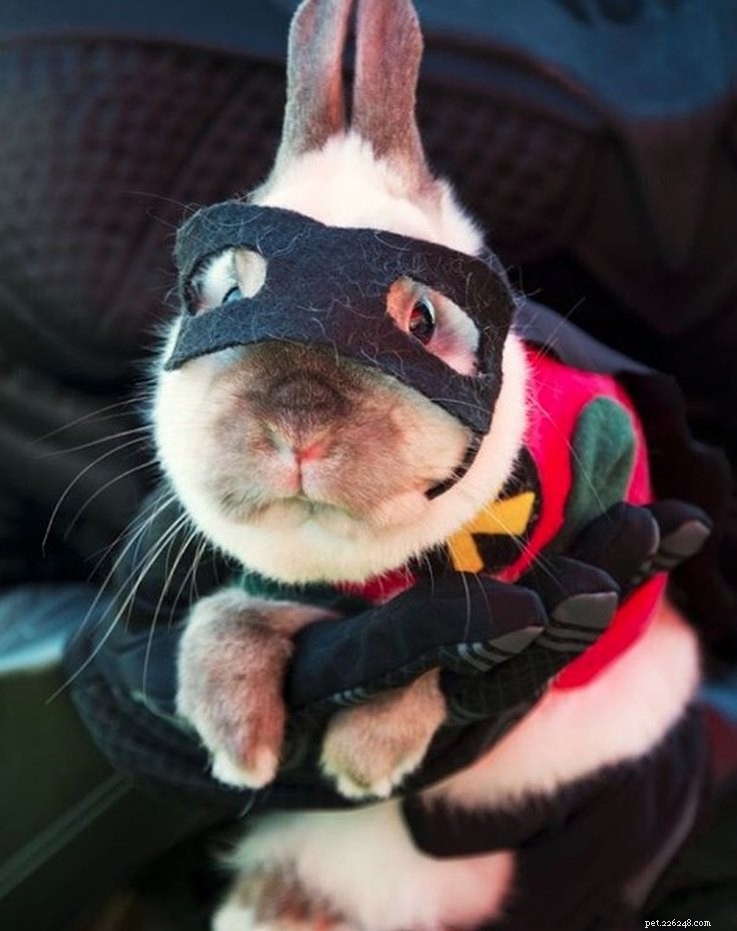 11 Adorable Superhero Costumes to Dress Up Your Pets