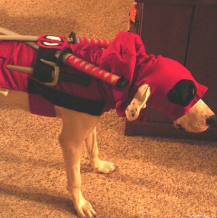 11 Adorable Superhero Costumes to Dress Up Your Pets