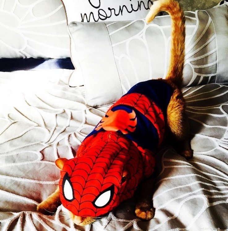 11 Adorable Superhero Costumes to Dress Up Your Pets