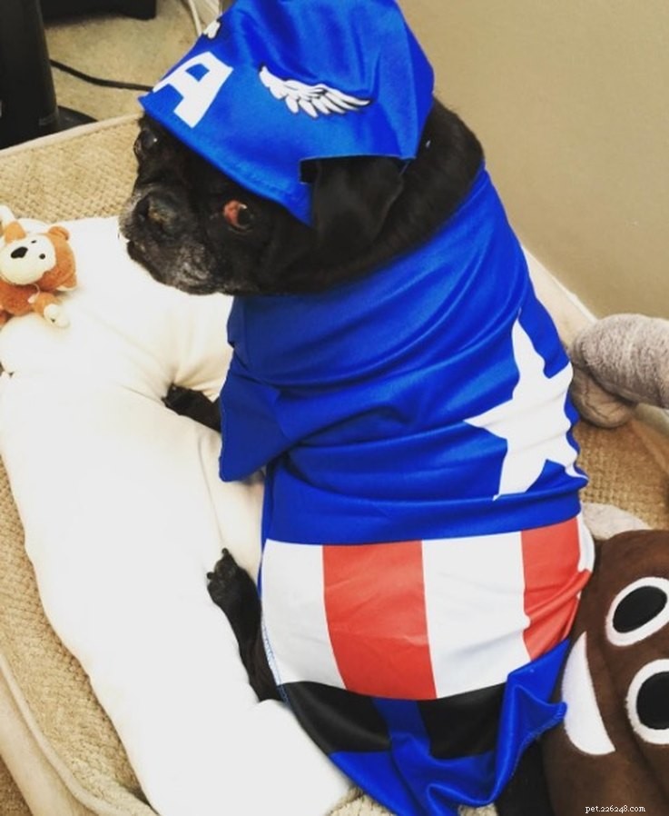 11 Adorable Superhero Costumes to Dress Up Your Pets