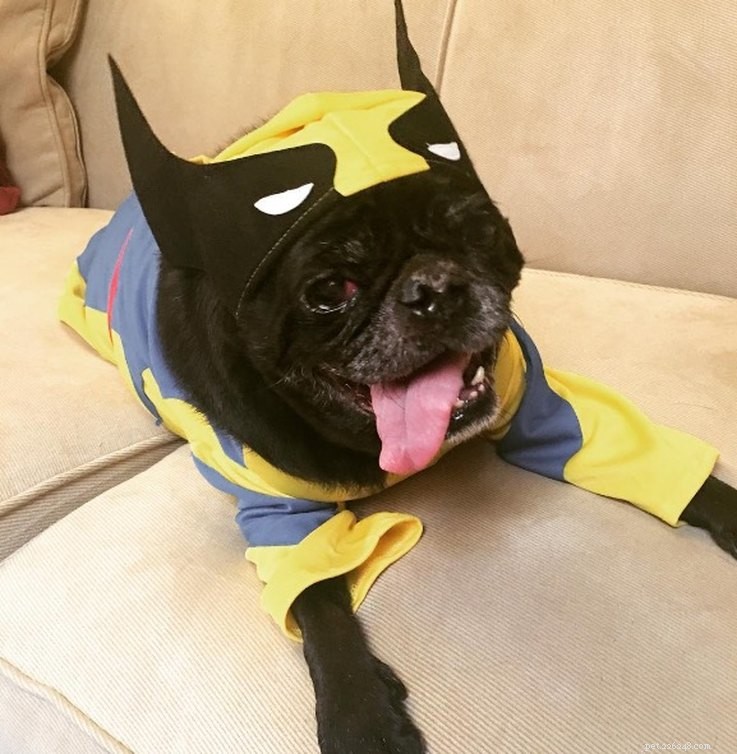 11 Adorable Superhero Costumes to Dress Up Your Pets