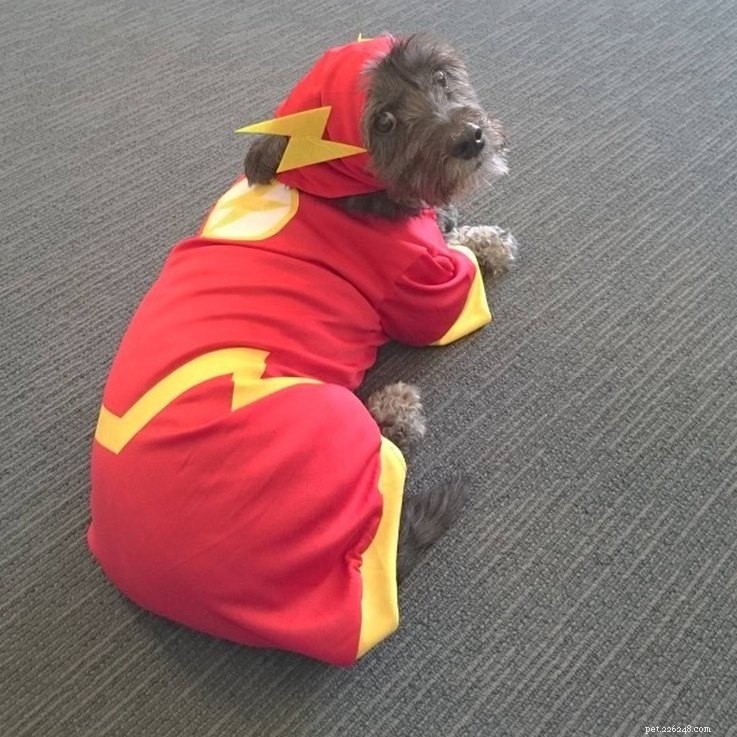 11 Adorable Superhero Costumes to Dress Up Your Pets