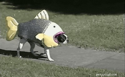 13 Spooky Pet Costumes That Will Send Shivers – Safe & Fun Halloween Ideas