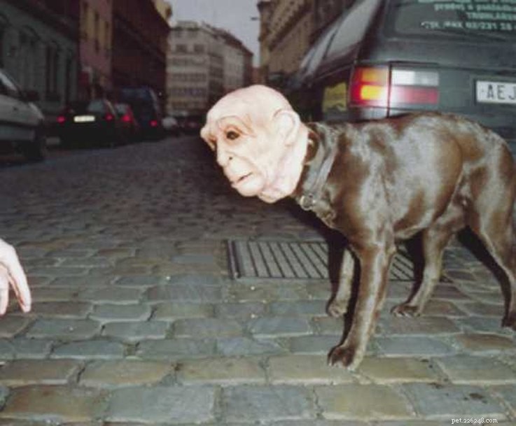 13 Spooky Pet Costumes That Will Send Shivers – Safe & Fun Halloween Ideas