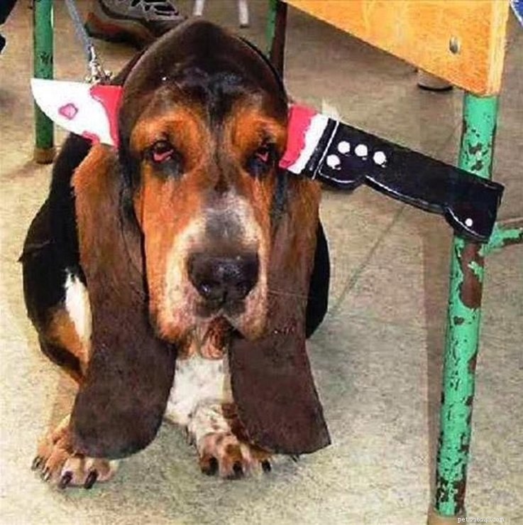 13 Spooky Pet Costumes That Will Send Shivers – Safe & Fun Halloween Ideas