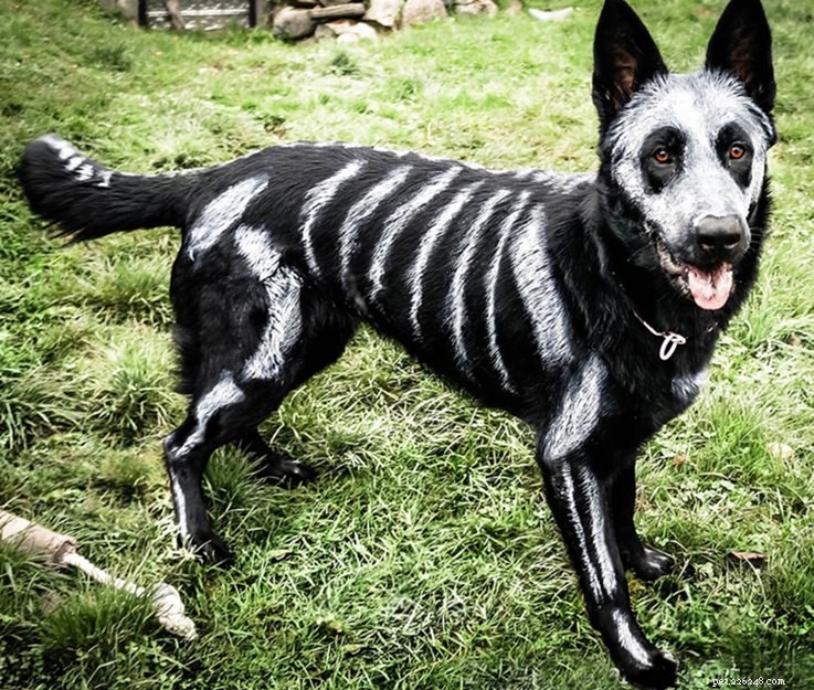 13 Spooky Pet Costumes That Will Send Shivers – Safe & Fun Halloween Ideas