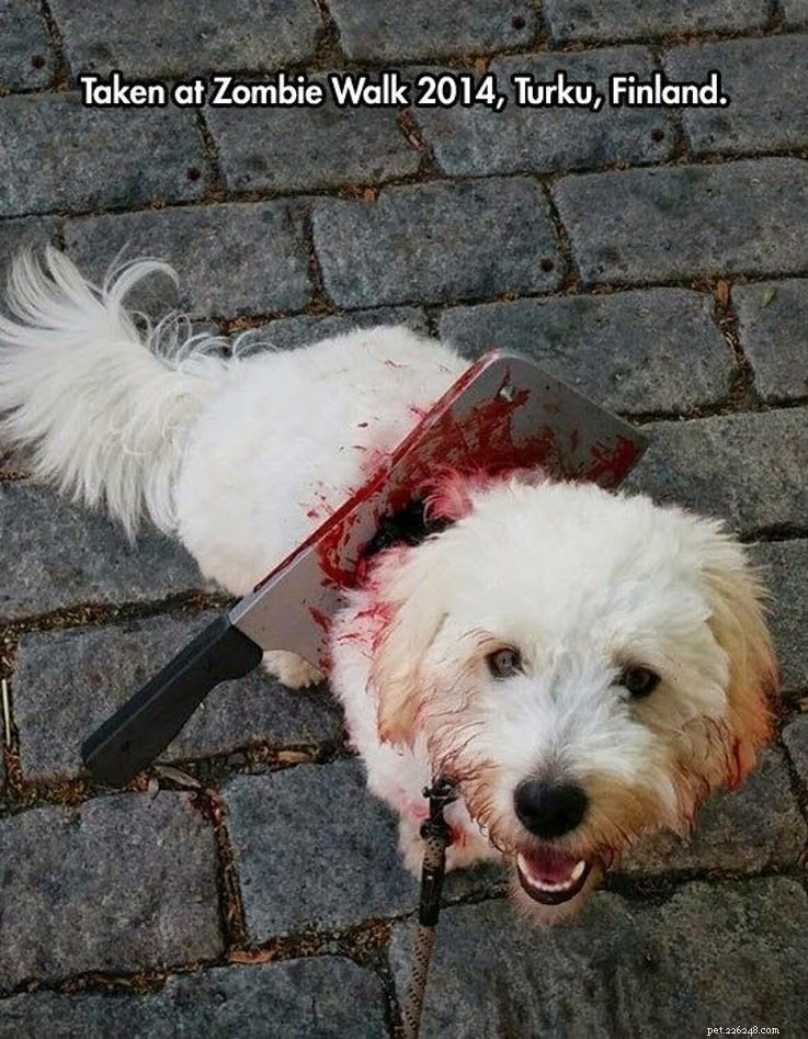 13 Spooky Pet Costumes That Will Send Shivers – Safe & Fun Halloween Ideas
