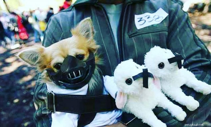 13 Spooky Pet Costumes That Will Send Shivers – Safe & Fun Halloween Ideas