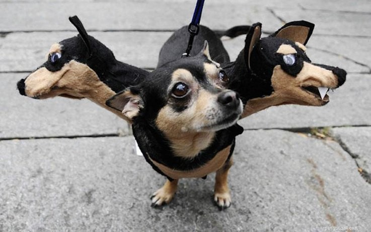 13 Spooky Pet Costumes That Will Send Shivers – Safe & Fun Halloween Ideas