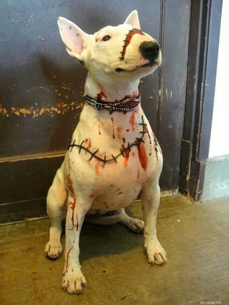 13 Spooky Pet Costumes That Will Send Shivers – Safe & Fun Halloween Ideas
