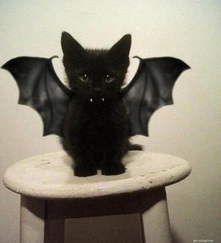 13 Spooky Pet Costumes That Will Send Shivers – Safe & Fun Halloween Ideas