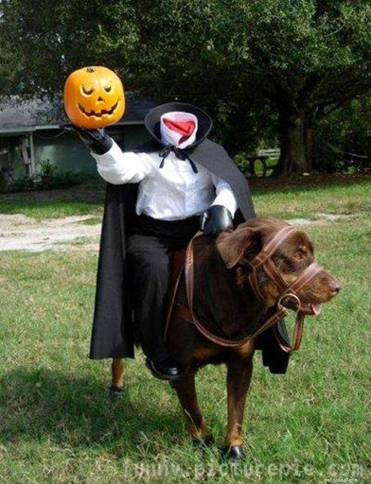 13 Spooky Pet Costumes That Will Send Shivers – Safe & Fun Halloween Ideas