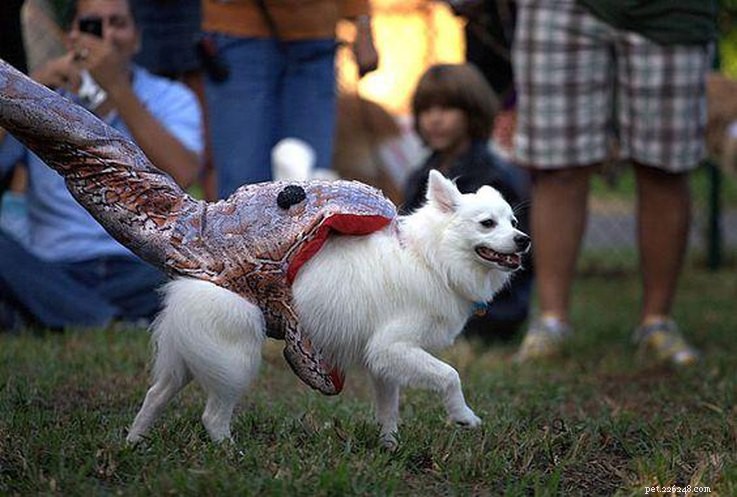 13 Spooky Pet Costumes That Will Send Shivers – Safe & Fun Halloween Ideas