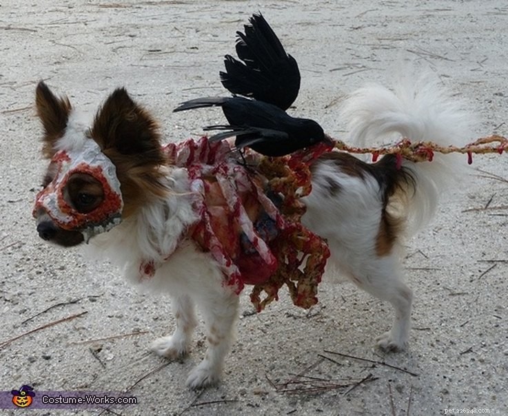 13 Spooky Pet Costumes That Will Send Shivers – Safe & Fun Halloween Ideas