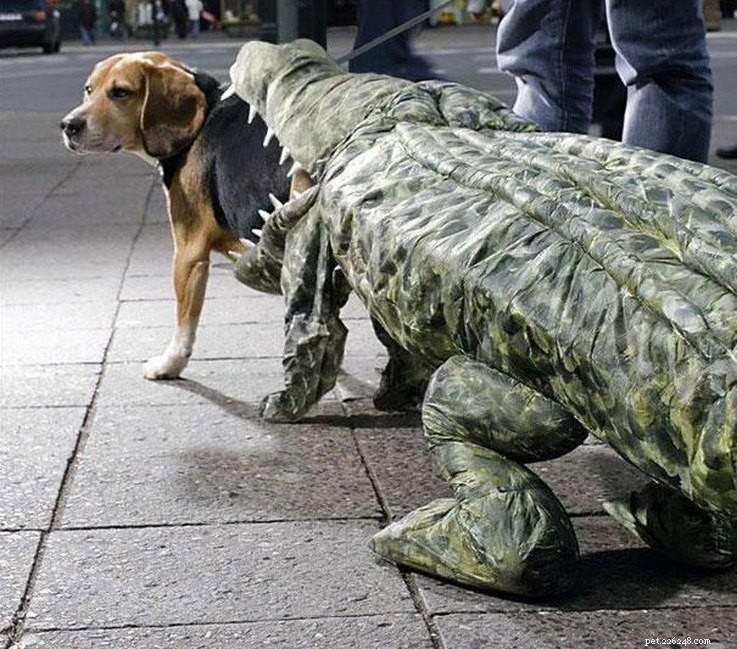 13 Spooky Pet Costumes That Will Send Shivers – Safe & Fun Halloween Ideas