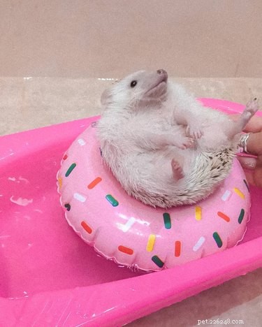 Top 15 Hilarious Hedgehog Photos That Will Make You Laugh