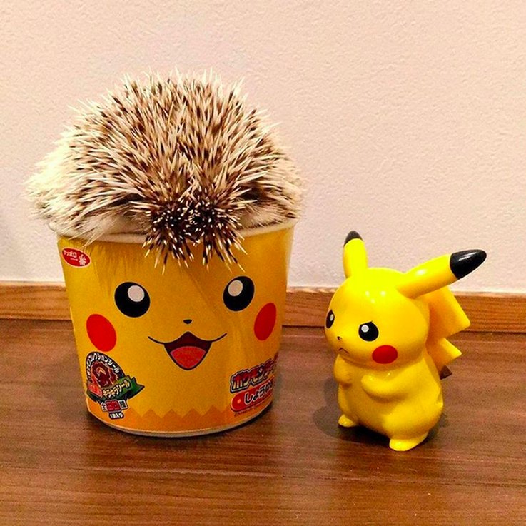 Top 15 Hilarious Hedgehog Photos That Will Make You Laugh