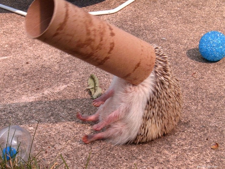 Top 15 Hilarious Hedgehog Photos That Will Make You Laugh