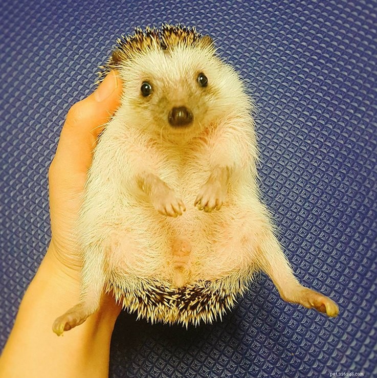 Top 15 Hilarious Hedgehog Photos That Will Make You Laugh