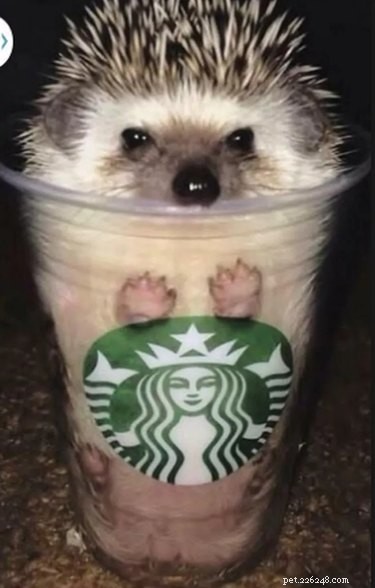 Top 15 Hilarious Hedgehog Photos That Will Make You Laugh