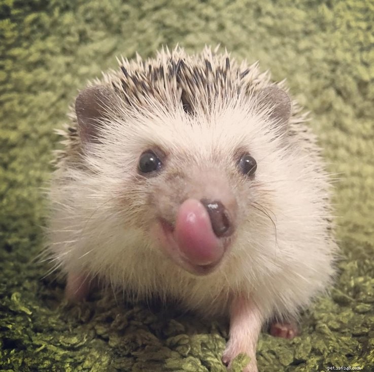Top 15 Hilarious Hedgehog Photos That Will Make You Laugh