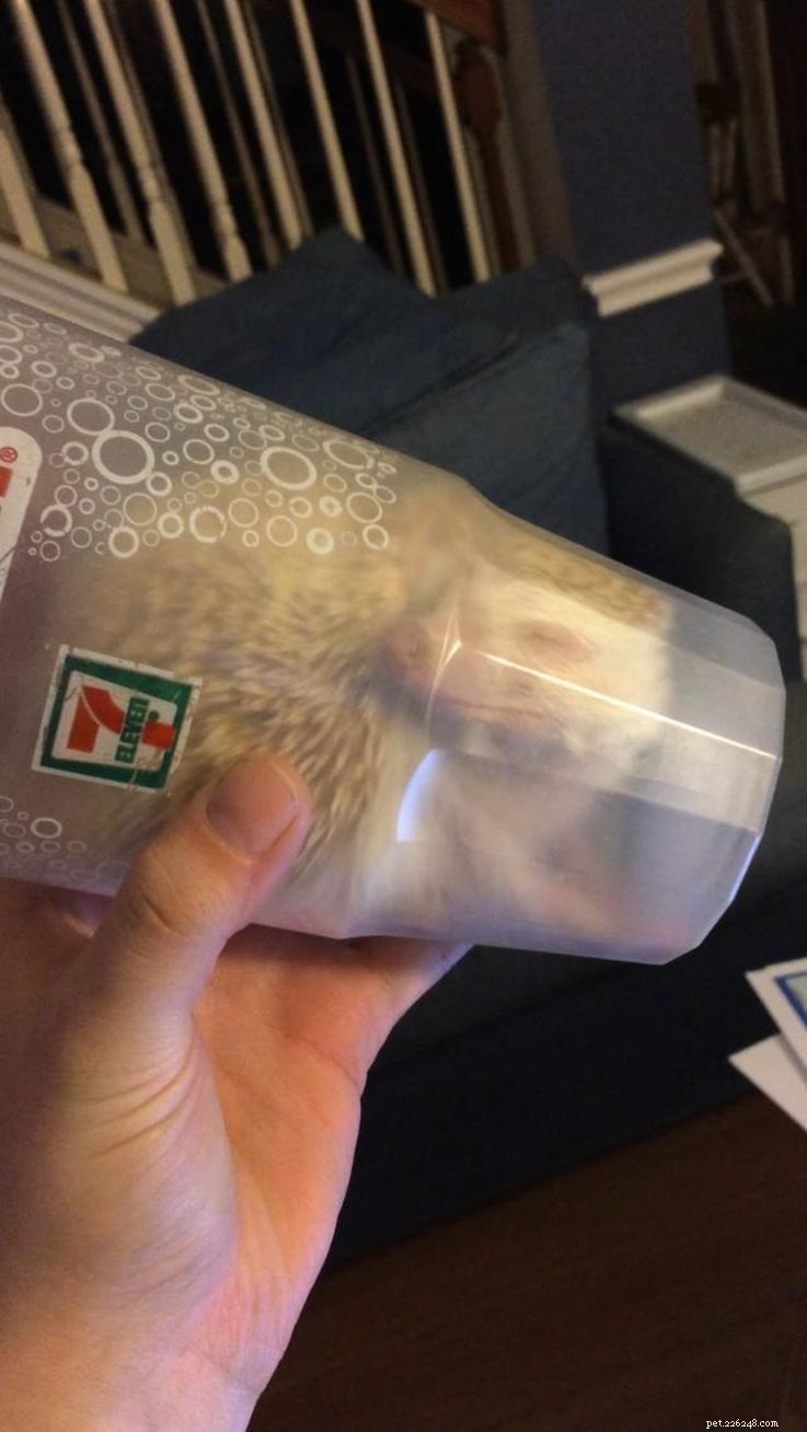 Top 15 Hilarious Hedgehog Photos That Will Make You Laugh