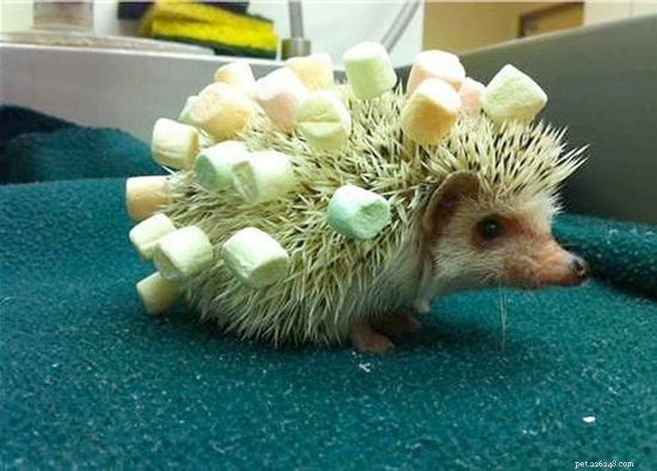Top 15 Hilarious Hedgehog Photos That Will Make You Laugh