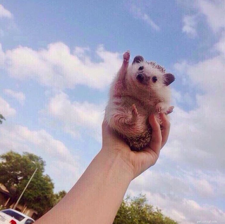 Top 15 Hilarious Hedgehog Photos That Will Make You Laugh